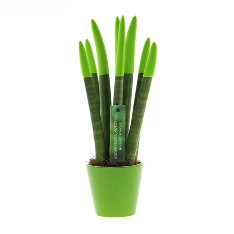 Sansevieria TOP-line - Velvet Touchz® medium
